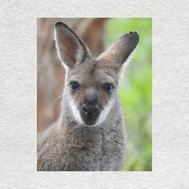 Swamp Wallaby by kirstybush